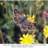 pyrgus sidae female1a